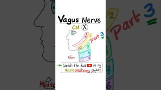 Vagus Nerve  10th Cranial Nerve  CN X  Neuroanatomy Part 3…anatomy biology physiology mbbs [upl. by Hieronymus]