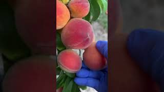 Abundant Elberta Peach Harvest And Things I Would Do Differently [upl. by Jessee]