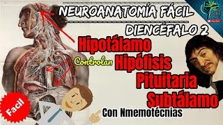 APRENDE EL DIENCEFALO 2 HIPOTALAMO HIPOFISIS PITUITARIA Y SUBTALAMO FACIL Y BIEN EXPLICADO [upl. by Rebecca]