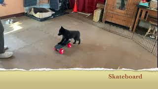 Schipperke Ready’s Tricks at 3 months old [upl. by Pascia]