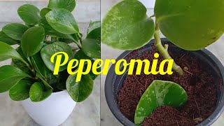 Peperomia obtusifolia plant care amp Propagation in Malayalam  Baby Rubber plant പെപ്പറൊമിയ [upl. by Jeanne52]