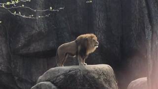 Epic Lion Roar at Lincoln Park Zoo [upl. by Eynahpets768]