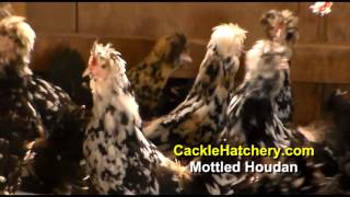 Mottled Houdan Chicken Breed Breeder Flock  Cackle Hatchery [upl. by Herta]