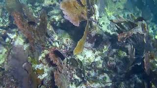 Surgeonfish in the Florida Keys [upl. by Atirehgram]