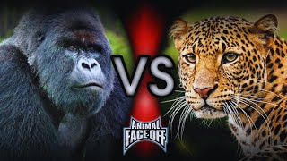 Animal Face Off 1012  Gorilla vs Leopard [upl. by Nyltiak]