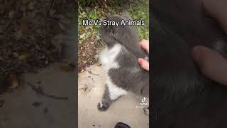 Me vs strays tiktok [upl. by Demaggio774]