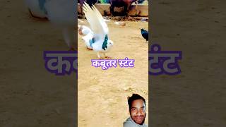 Kabutar stunt kabutar pigeon kabootar funny song newsong love stunt [upl. by Fennie476]