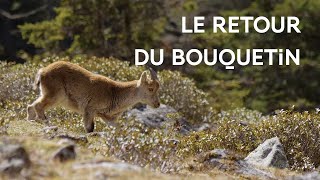 La réintroduction du Bouquetin des Pyrénées [upl. by Nytsirc111]