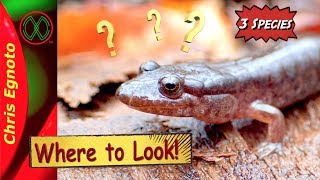 How To Find 3 Salamanders  EASY WAY [upl. by Reinke]