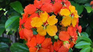 Orange Orchid Vine  Orange Bauhinia Bauhinia kockiana [upl. by Jelena]