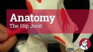 Anatomy The Hip Joint [upl. by Fitts]