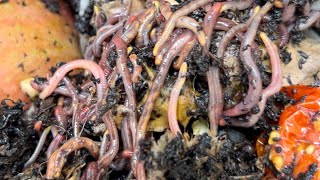 Composting with Craig Ep 321 Checking In On 5000 Red Wiggler Worms [upl. by Hassadah389]