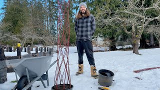 Making a Living Harlequin RedTwig Dogwood Tree [upl. by Yendis]