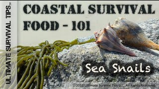 Cool Survival Food 101  Learn to Harvest Eat and Like Slimy Sea Snails  AKA  Knobbed Whelks [upl. by Airotal570]