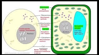 Cell structure prokaryotes vs eukaryotes AQA GCSE [upl. by Ajiat]