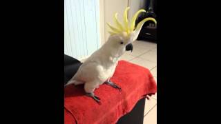 Cockatoo dancing to quotHappyquot by Pharrell Williams [upl. by Ycal]