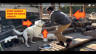 Stop Doing This To Dogs  Beckman Review Dog Training [upl. by Illa]