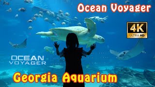 4K  Ocean Voyager Georgia Aquarium  Manta Rays Whale Sharks and Megafauna  Day Trip [upl. by Ihn373]