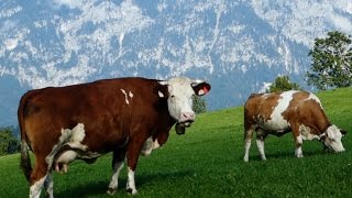 Cattle Breeds E11 Simmental cattle  dualpurpose type from Austria  Simmentaler Fleckvieh Kühe [upl. by Eta66]