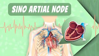 SA Node amp Rhythmical Excitation of Heart [upl. by Nalor]