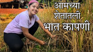 आमच्या शेतातली भात कापणी  Bhat Kapani  Rice Harvesting  Kokan [upl. by Sorgalim]