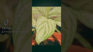 Aglonema  Peperomia  Calathea  Pothos plants shorts youtubeshorts [upl. by Adamis]