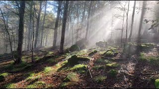 Meraviglie d’Autunno Un Bosco Incantato e Porcini da Sogno [upl. by Norvun]