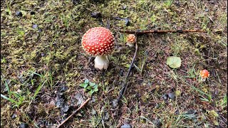 Identifying Amanita Muscaria Fly Agaric [upl. by Nalor]