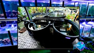 AQUAPONICS SYSTEMS  New cheap build [upl. by Corin]