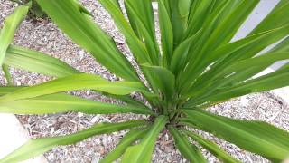 Gymea Lily  Doryanthes excelsa  Flame Lily  Spear Lily HD 02 [upl. by Hnil]