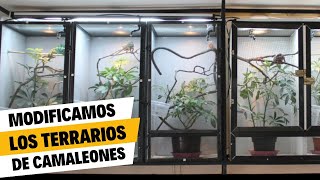 Actualización del Reptile Room  Estamos modificando los terrarios de los camaleones [upl. by Raye]