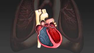 The cardiac cycle [upl. by Noda]