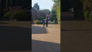 Training mit Cane Corso Malou canecorso hundetraining [upl. by Deloris]