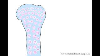 Endochondral ossification cartilaginous ossification [upl. by Petite]