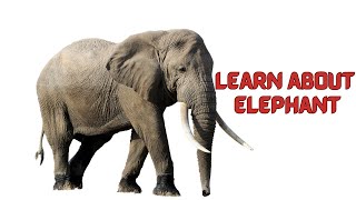 Amazing Facts About Elephants  Fun Learning Video for Kids [upl. by Aland]