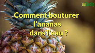 🍍Comment BOUTURER lANANAS dans lEAU 🍍 [upl. by Tiffany]