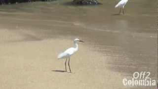 Tayrona Park Colombia  Beautiful Nature Reserve  Parque Nacional Tayrona [upl. by Arabela]