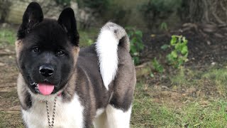 Luca American Akita [upl. by Norah755]