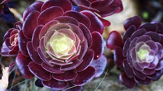 AEONIUM SUCCULENT PROPAGATION FROM CUTTINGS [upl. by Airitac]