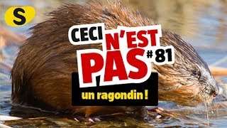 Ceci nest pas un ragondin 81 [upl. by Nalo]