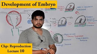 Gastrulation  Development of Human Embryo [upl. by Suiram]