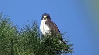 Buteo brachyurus Shorttailed hawk  Gavilán cola corta Video 02 [upl. by Marek886]