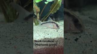 Skunk corydoras Hoplisoma granti aquarium catfish corydoras fishtank aquascape fish [upl. by Selyn]