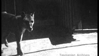 Historical thylacine Tasmanian Tiger film 8  Beaumaris Zoo Hobart circa 193336 [upl. by Silliw52]