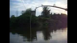 catfish fishing silurus glanis aksios river γουλιανος [upl. by Leamhsi]