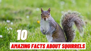 10 Amazing Facts About Squirrel [upl. by Enicar123]