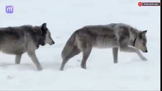 Wolves  The Wolf Pack Druid Peak Pack Yellowstone Famous Wolf 21 and Wolf42 Lemar Valley HD  P1 [upl. by Dearborn637]