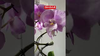 Orchid MC’s Vlog orchid flower youtubeshort [upl. by Athey136]