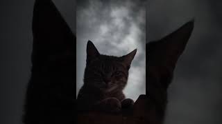 india wolfer marvel wolverineanimal trending fyp cat aesthetic viralvideo likeforyou [upl. by Larue]