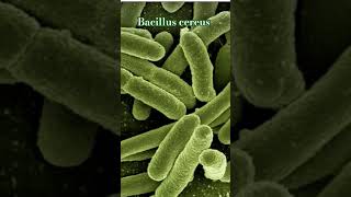 Bacillus cereus Grampositive rodshaped bacteria Sporeforming survive heat and drying [upl. by Amelia]